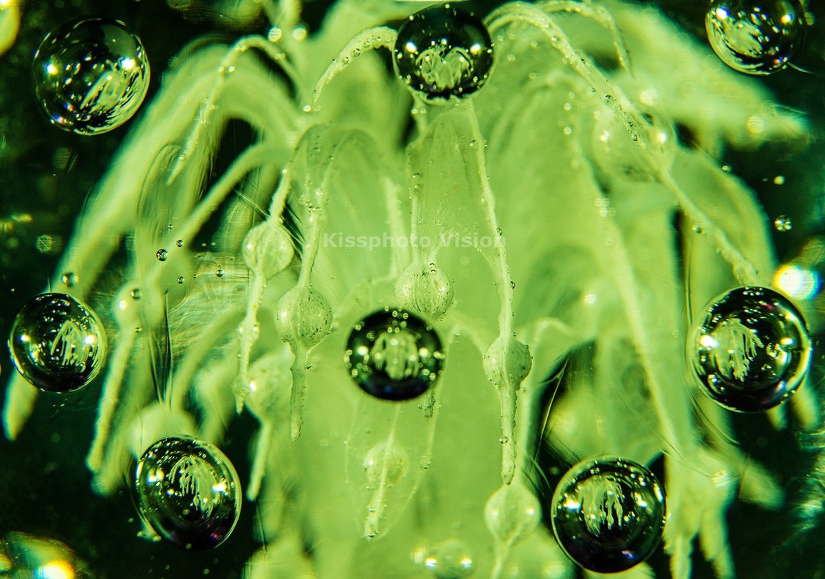 玩出微距新高度—美科MK-MT24閃光燈體驗(yàn)