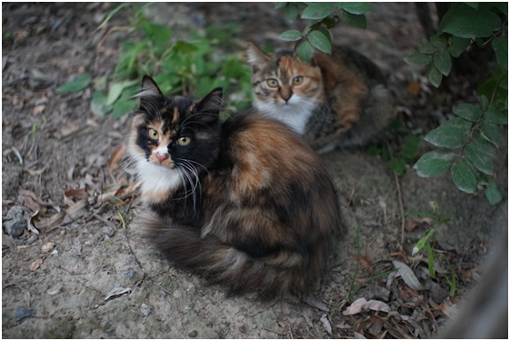 精細(xì)調(diào)焦與馥郁色彩 美科25mm f1.8鏡頭評測